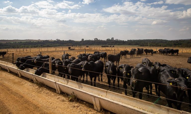 Abates de bovinos, frangos e suínos amplia no quatro trimestre de 2022