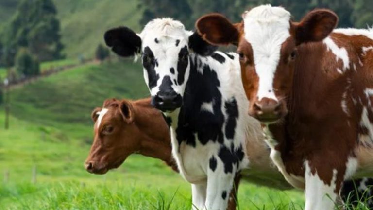 Governo do Brasil aciona alerta para doença da Vaca Louca